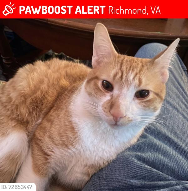 Lost Male Cat last seen N Adams and Leigh, Richmond, VA 23220