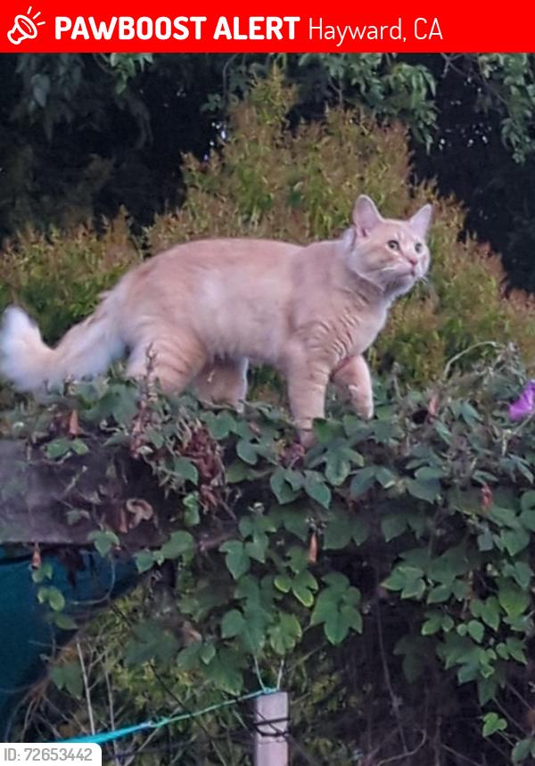 Lost Male Cat last seen Grove & Foothill, Hayward, CA 94541