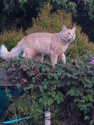 Lost Male Cat last seen Grove & Foothill, Hayward, CA 94541