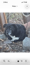 Lost Male Dog last seen Fountain/Aldin Streets, New Haven, CT 06515