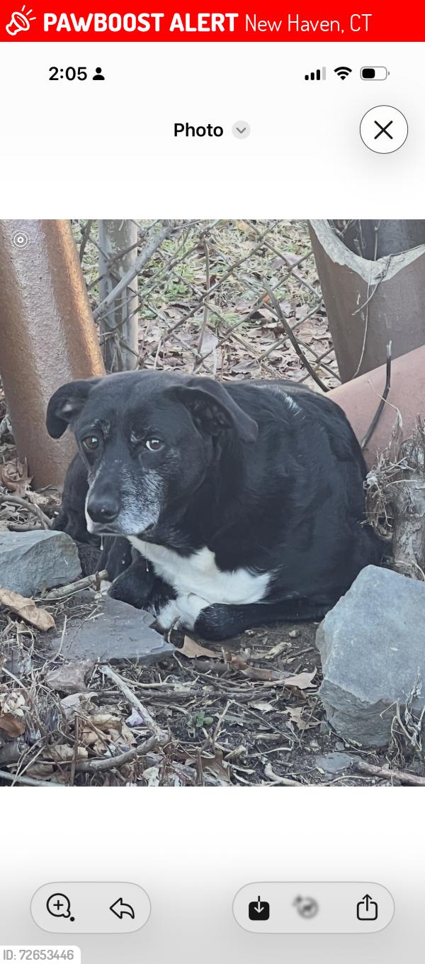 Lost Male Dog last seen Fountain/Aldin Streets, New Haven, CT 06515