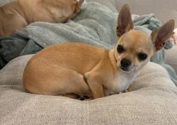 Lost Female Dog last seen Hunters manor park , Pompano Beach, FL 33069