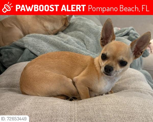 Lost Female Dog last seen Hunters manor park , Pompano Beach, FL 33069