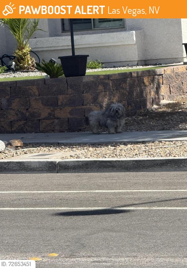 Found/Stray Unknown Dog last seen Dog park on Campbell near dorrell , Las Vegas, NV 89149