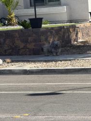 Found/Stray Unknown Dog last seen Dog park on Campbell near dorrell , Las Vegas, NV 89149