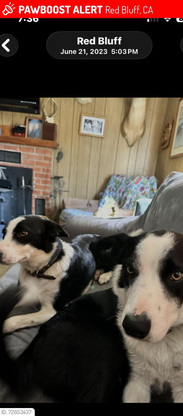 Lost Male Dog last seen HWY 36 , Red Bluff, CA 96080