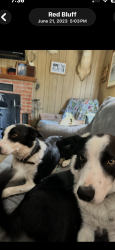Lost Male Dog last seen HWY 36 , Red Bluff, CA 96080