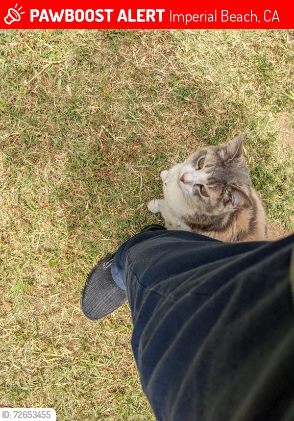 Lost Female Cat last seen 5th a block from Mar Vista HS, Imperial Beach, CA 91932