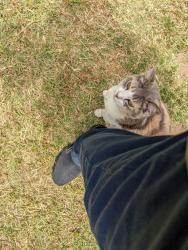Lost Female Cat last seen 5th a block from Mar Vista HS, Imperial Beach, CA 91932
