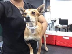 Shelter Stray Female Dog last seen DILLON RD/GRAPEFRUIT, Thousand Palms, CA 92276