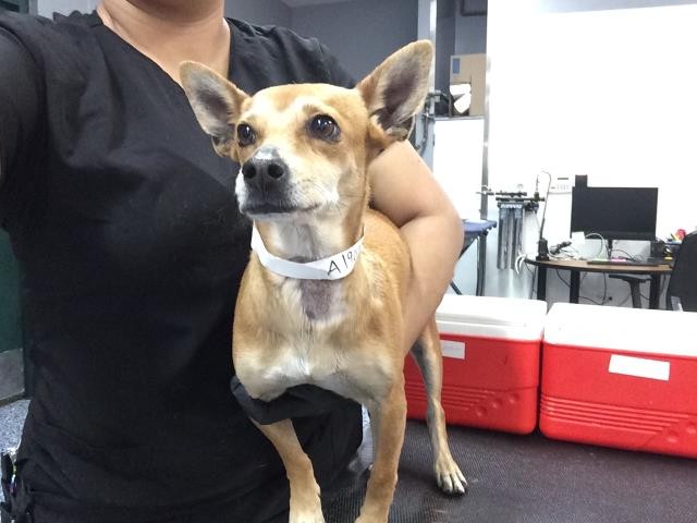 Shelter Stray Female Dog last seen DILLON RD/GRAPEFRUIT, Thousand Palms, CA 92276