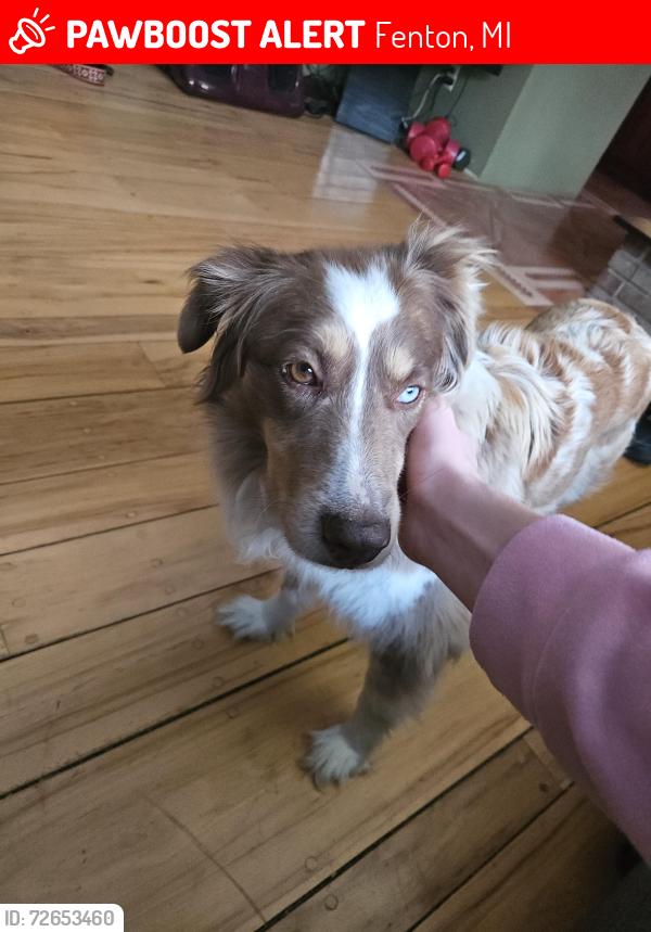 Lost Female Dog last seen Near white lake rd, by tanglewood assisted living, and near heavenly scent herb farms, Fenton, MI 48430
