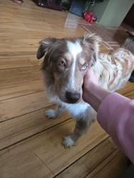 Lost Female Dog last seen Near white lake rd, by tanglewood assisted living, and near heavenly scent herb farms, Fenton, MI 48430