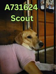 Shelter Stray Female Dog last seen POPLAR & HAMILTON, San Antonio, TX 78227
