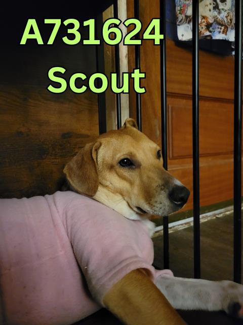 Shelter Stray Female Dog last seen POPLAR & HAMILTON, San Antonio, TX 78227