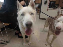 Shelter Stray Male Dog last seen , Los Angeles, CA 90031