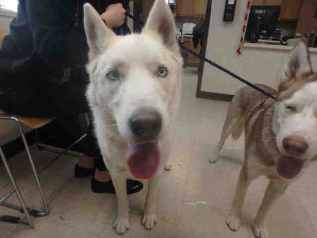 Shelter Stray Male Dog last seen , Los Angeles, CA 90031