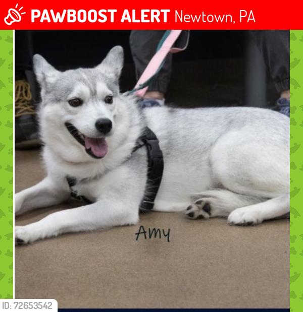 Lost Female Dog last seen Newtown Crossing , Newtown, PA 18940