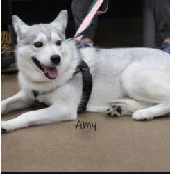 Lost Female Dog last seen Newtown Crossing , Newtown, PA 18940