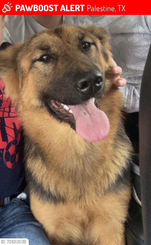 Lost Female Dog last seen Intersection of 404 and FM 321 Palestine, Tx, Palestine, TX 75803