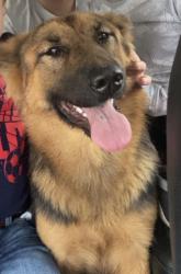 Lost Female Dog last seen Intersection of 404 and FM 321 Palestine, Tx, Palestine, TX 75803