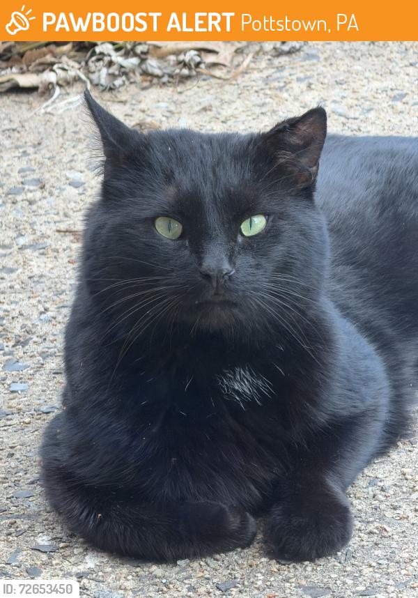 Found/Stray Unknown Cat last seen Hillside Dr in Pottstown, Pottstown, PA 19464