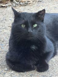 Found/Stray Unknown Cat last seen Hillside Dr in Pottstown, Pottstown, PA 19464