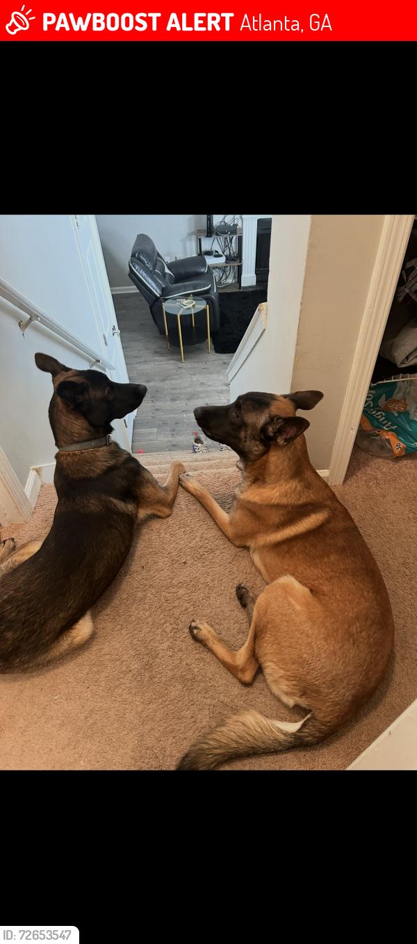 Lost Male Dog last seen Mays ct , Atlanta, GA 30311