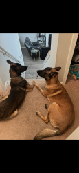 Lost Male Dog last seen Mays ct , Atlanta, GA 30311