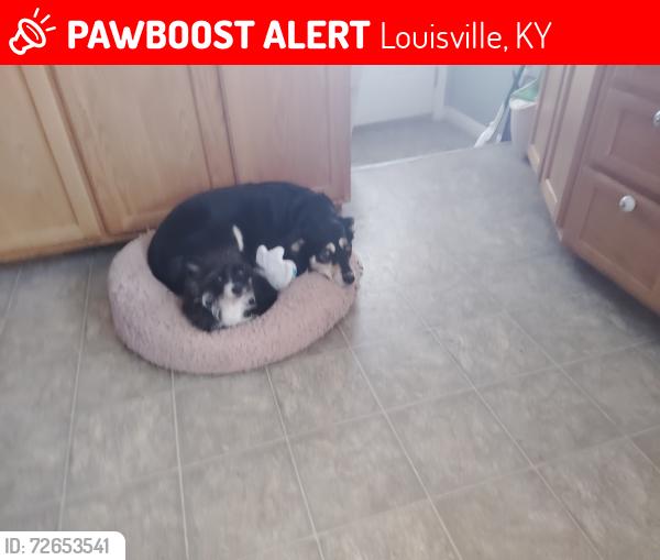 Lost Male Dog last seen Sky Blue, Louisville, KY 40258