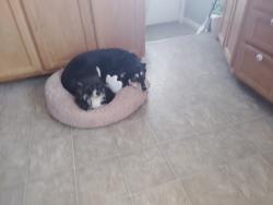 Lost Male Dog last seen Sky Blue, Louisville, KY 40258