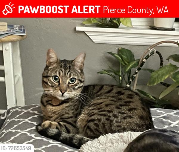 Lost Male Cat last seen Vickery and 128th Street East, Pierce County, WA 98374