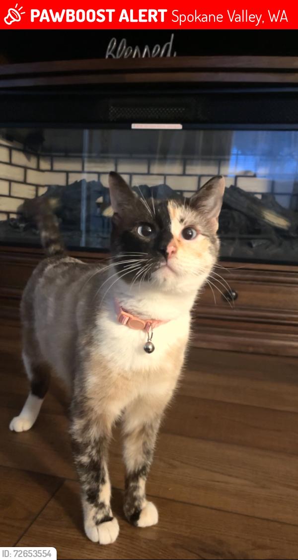 Lost Female Cat last seen Right by E Trent Ave, Spokane Valley, WA 99216