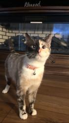 Lost Female Cat last seen Right by E Trent Ave, Spokane Valley, WA 99216