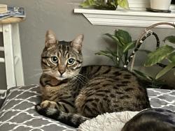 Lost Male Cat last seen Vickery and 128th Street East, Pierce County, WA 98374