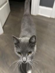 Lost Female Cat last seen Hofmieater, Waxhaw, NC 28173