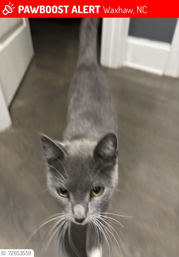 Lost Female Cat last seen Hofmieater, Waxhaw, NC 28173