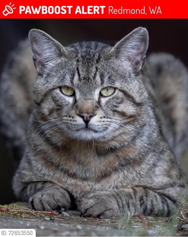 Lost Male Cat last seen 51th street & 159th is, Redmond, WA 98052