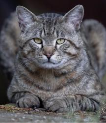 Lost Male Cat last seen 51th street & 159th is, Redmond, WA 98052