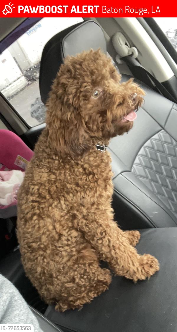 Lost Male Dog last seen Fairview dr , Baton Rouge, LA 70816