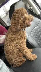 Lost Male Dog last seen Fairview dr , Baton Rouge, LA 70816