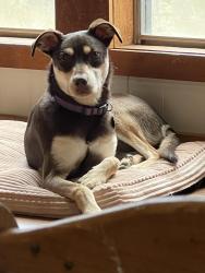 Lost Female Dog last seen Temora Lyn, Beggs, OK 74421