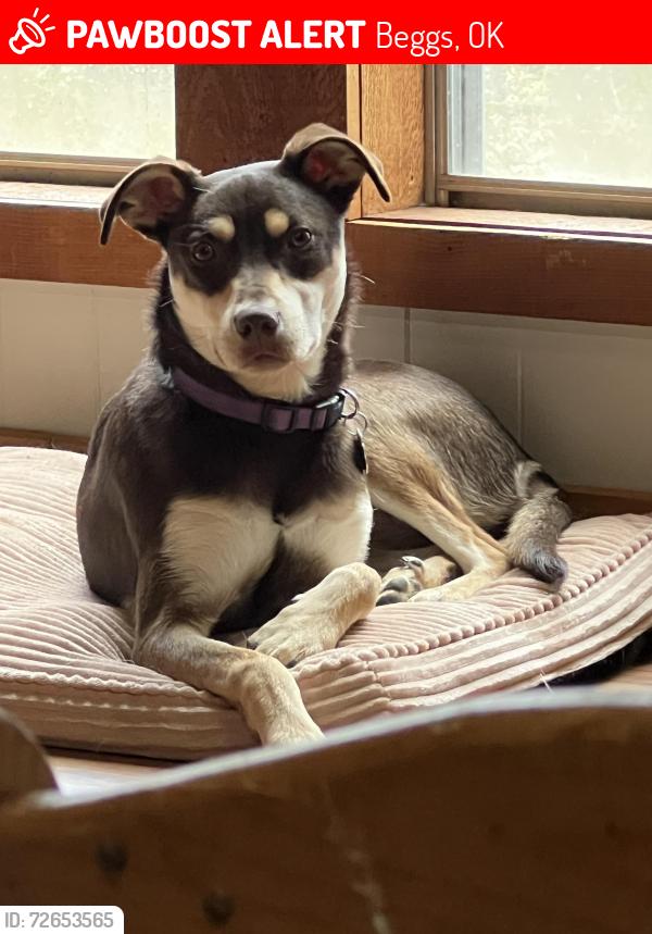 Lost Female Dog last seen Temora Lyn, Beggs, OK 74421