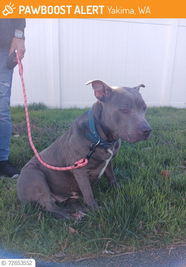 Found/Stray Female Dog last seen Yakima, Yakima, WA 98901