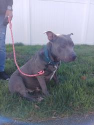 Found/Stray Female Dog last seen Yakima, Yakima, WA 98901