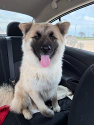 Found/Stray Male Dog last seen Near and Homeplace, Kaufman County, TX 75142