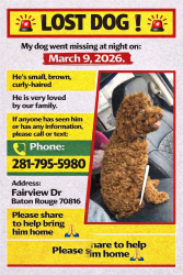 Lost Male Dog last seen Fairview dr Baton Rouge 70816, Baton Rouge, LA 70816