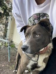 Found/Stray Male Dog last seen 36th ave , Oakland, CA 94601