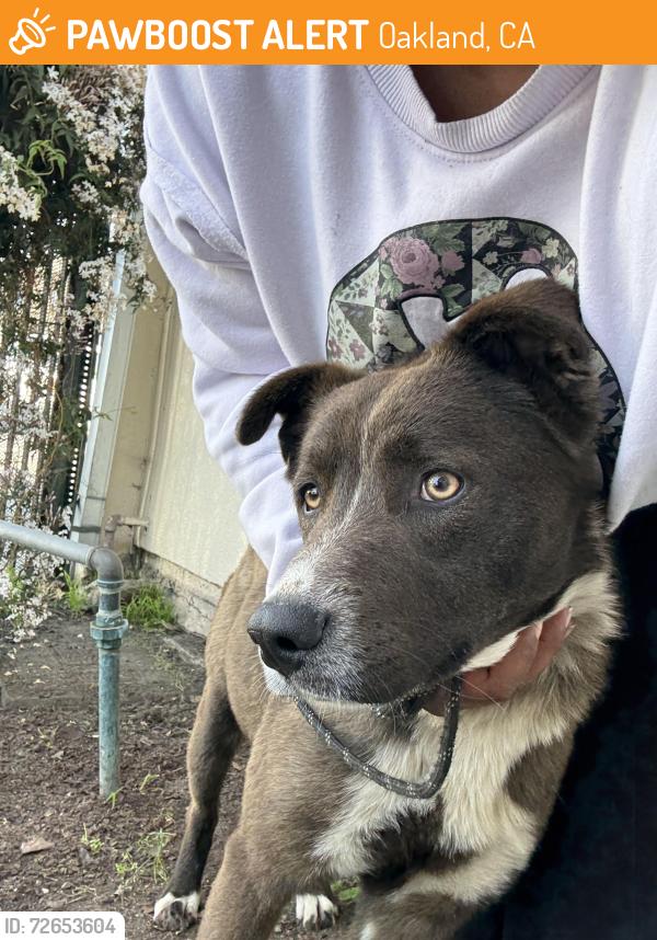 Found/Stray Male Dog last seen 36th ave , Oakland, CA 94601
