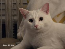 Lost Female Cat last seen Near Firethorn Ln , Austin, TX 78750